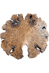 Панно из капа каштана